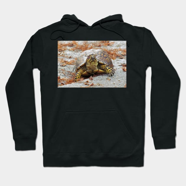 Eastern Box Turtle Hoodie by Cynthia48